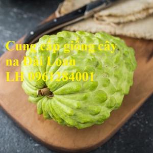 Địa chỉ cung cấp giống cây na Đài Loan uy tín, chất lượng