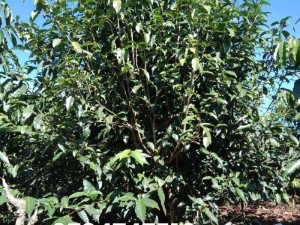 Cây chè xanh cổ thụ, bán gốc chè xanh tận vườn