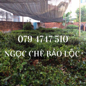 Cây chè xanh cổ thụ, bán gốc chè xanh tận vườn