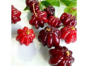 Suriname cherry  sắp bông