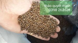 Hạt.muồng.muồng