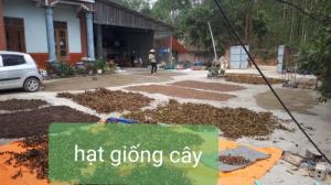 Hạt thảo quyết minh