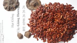 Bán Hạt giống cây giáng hương