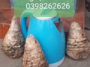 Bán củ nghệ thuốc
