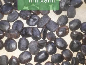 Hạt giống Lim Xanh