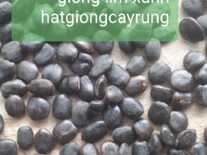 Hạt giống Lim Xanh