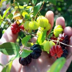 GIỐNG SURINAM CHERRY 8 KHÍA