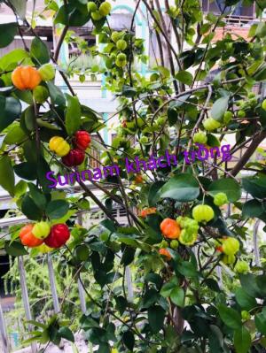 GIỐNG SURINAM CHERRY 8 KHÍA