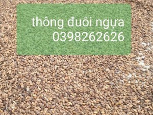 Hạt giống thông mã vĩ