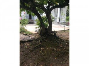 Cây khế cổ thụ