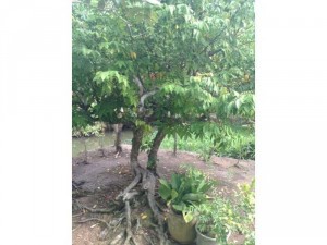 Cây khế cổ thụ