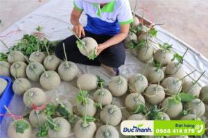 Dưa lưới Đức Thành ruột cam