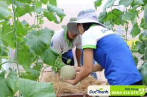 Dưa lưới Đức Thành ruột cam