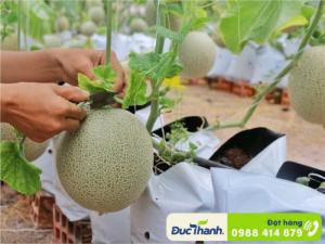 Dưa lưới Đức Thành ruột cam