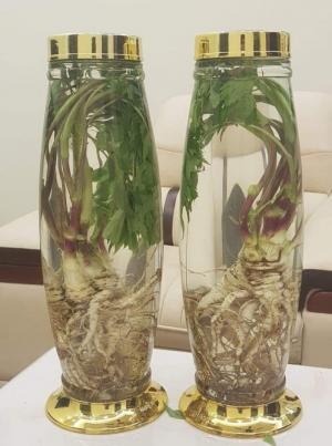 BÌNH THỦY TINH HŨ SÂM NGÂM RƯỢU 1L
