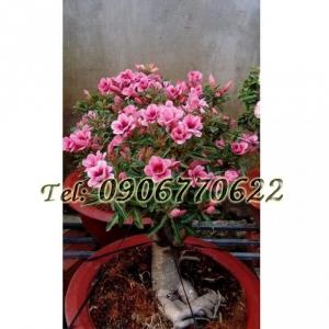Hạt giống hoa sứ kép Thái Lan mix 2 màu – Bịch 10 hạt