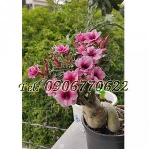 Hạt giống hoa sứ mix 2 màu Thái Lan hồng phấn – Bịch 10 hạt
