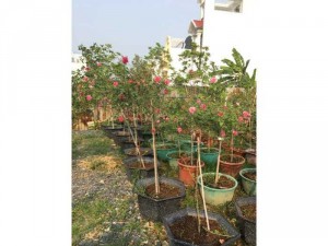 Hoa hồng tree sapa ra hoa quanh năm