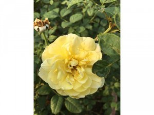 Hoa hồng ngoại bụi vàng rậm nhiều bông