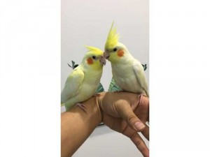 Vẹt Malai lutino sinh sản