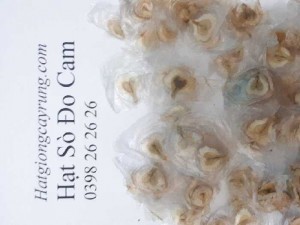 Hạt giống cây Sò Đo Cam