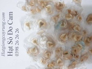 Hạt giống cây Sò Đo Cam