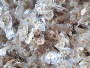 Hạt giống cây Sò Đo Cam