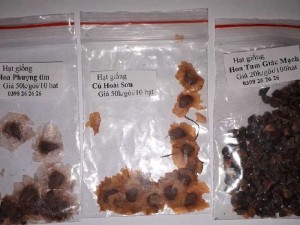Hạt hoa tam giác mạch