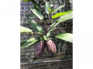 Cây giống dưa Pepino Tím