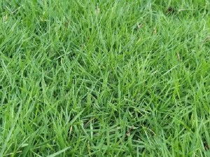 Cỏ nhung Nhật trồng sân vườn lót đá