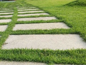 Cỏ nhung Nhật trồng sân vườn lót đá