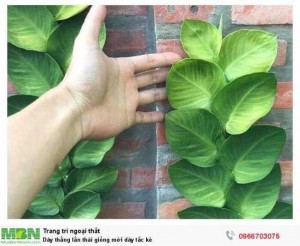 Dây thằng lằn thái giống mới dây tắc kè
