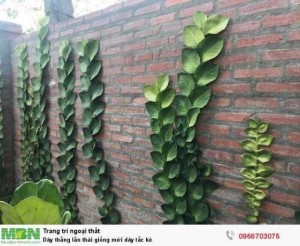 Dây thằng lằn thái giống mới dây tắc kè