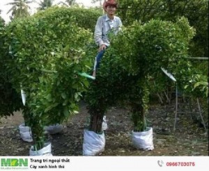 Cây xanh tạo hình 12 con giáp