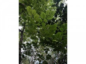 thanh lý cây gỗ trắc giá rẻ
