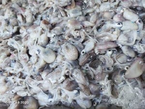 Mực trứng túi mini