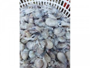 Mực trứng túi mini