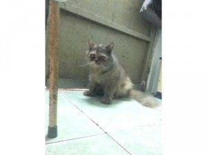 mèo ba tư cái lông xám 1 năm tuổi