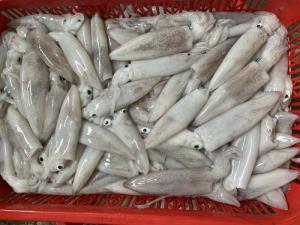 Mực Tươi 1kg Mực Tươi Nháy Quảng Nam