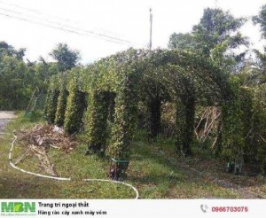 Hàng rào cây xanh máy vòm