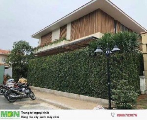 Hàng rào cây xanh máy vòm
