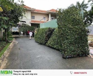 Hàng rào cây xanh máy vòm