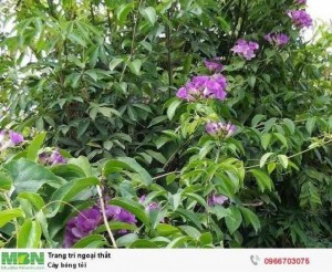 Cây bông tỏi