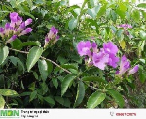 Cây bông tỏi