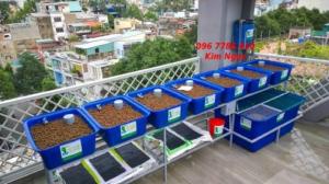 Hệ thống Aquaponics trồng rau hữu cơ giá rẻ