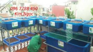 Hệ thống Aquaponics trồng rau hữu cơ giá rẻ