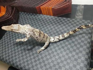 Hàng da cá sấu