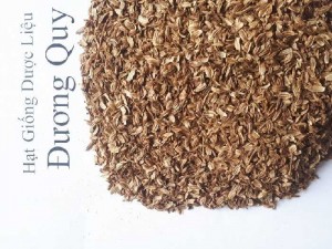 Hạt giống cây đương quy