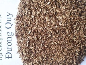Hạt giống cây đương quy