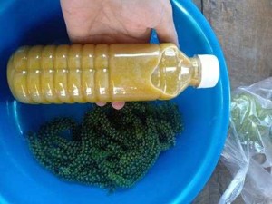 Nước sinh tố rong nho nhỏ xay với trái c